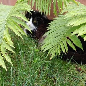 Poshing in the jungle🐈🛍